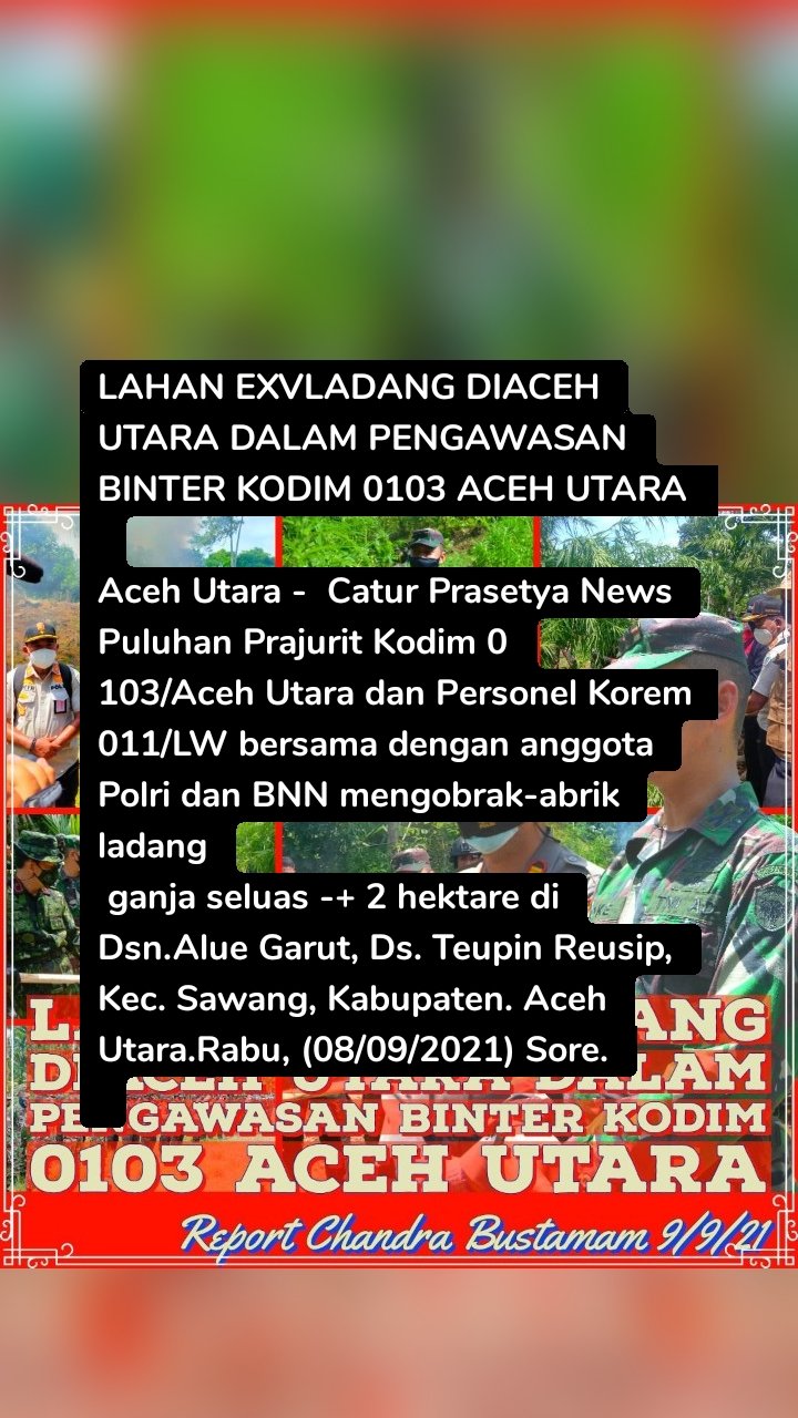 LAHAN EXVLADANG DIACEH UTARA DALAM PENGAWASAN BINTER KODIM 0103 ACEH UTARA 

Aceh Utara -  Catur Prasetya News Puluhan Prajurit Kodim 0
103/Aceh Utara dan Personel Korem 011/LW bersama dengan anggota Polri dan BNN mengobrak-abrik ladang
 ganja seluas -+ 2 hektare di Dsn.Alue Garut, Ds. Teupin Reusip, Kec. Sawang, Kabupaten. Aceh Utara.Rabu, (08/09/2021) Sore.

